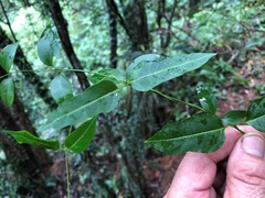Parsonsia leichhardtii