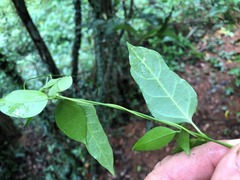 Parsonsia leichhardtii