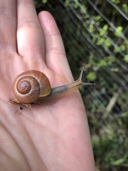 Cepaea