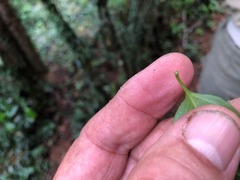 Parsonsia leichhardtii