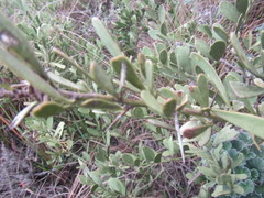 Gymnosporia elliptica