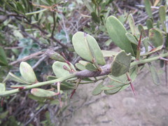 Gymnosporia elliptica