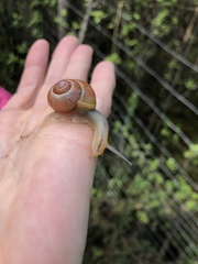 Cepaea