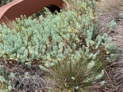 Euphorbia glauca