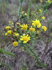 Euryops algoensis