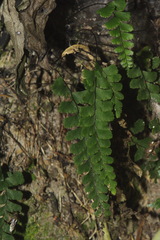 Adiantum diaphanum
