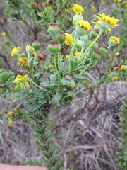 Euryops algoensis