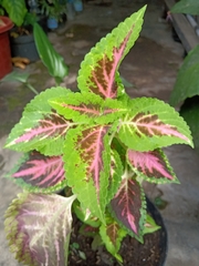 Coleus scutellarioides