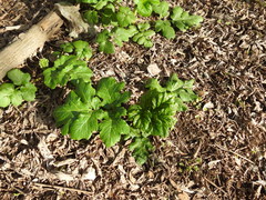 Heracleum sosnowskyi