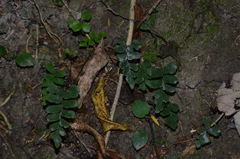 Adiantum diaphanum