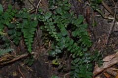 Adiantum diaphanum