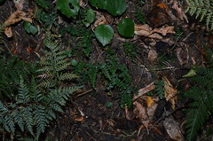 Adiantum diaphanum