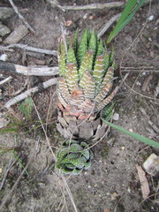 Haworthiopsis fasciata