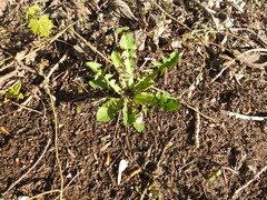 Taraxacum officinale