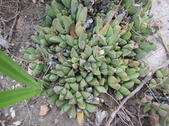 Corpuscularia lehmannii