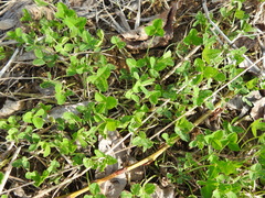 Trifolium repens