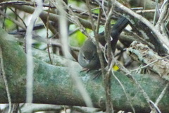 Bradypterus sylvaticus