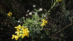Senecio crenatus