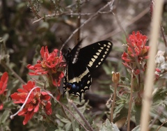 Papilio indra