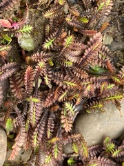 Leptinella squalida