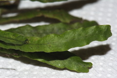 Notogrammitis ciliata