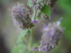 Pogostemon pubescens