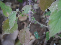Pogostemon pubescens