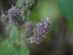 Pogostemon pubescens