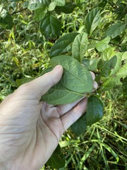 Mallotus claoxyloides