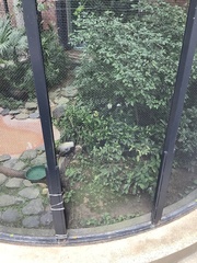 Berenicornis comatus