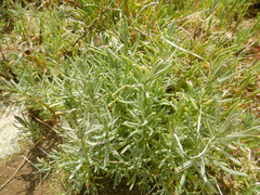 Suaeda albescens