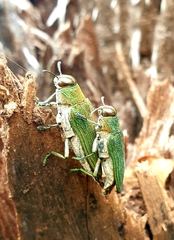 Evides pubiventris