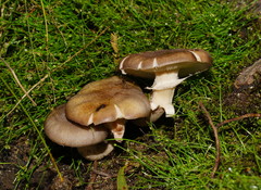 Armillaria novae-zelandiae