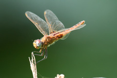 Urothemis