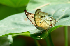 Protogoniomorpha parhassus