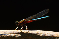 Platycypha caligata