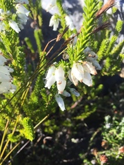Erica physodes