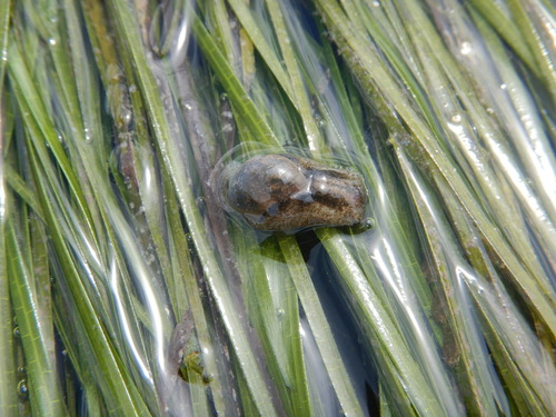 Haminoea orbignyana