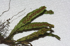 Notogrammitis ciliata