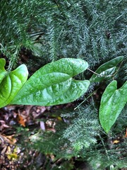 Dioscorea transversa