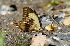 Papilio dardanus
