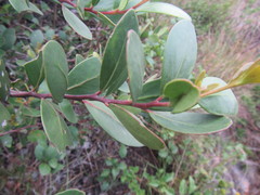 Pterocelastrus tricuspidatus