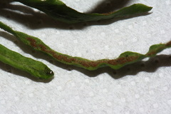 Notogrammitis ciliata