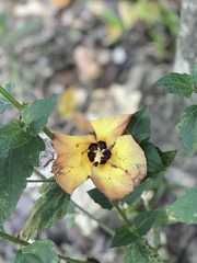 Hibiscus tiliaceus