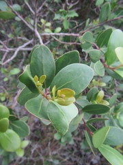 Pterocelastrus tricuspidatus