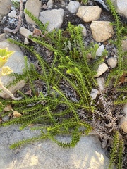 Cullumia setosa