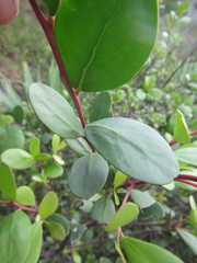 Pterocelastrus tricuspidatus