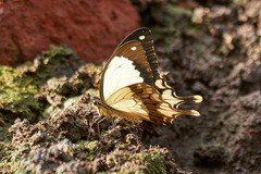Papilio dardanus