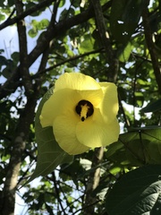 Hibiscus tiliaceus