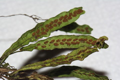 Notogrammitis ciliata